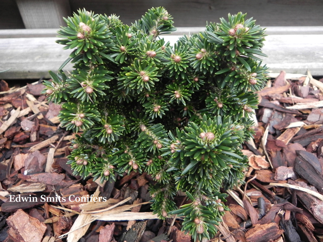 Abies bornmuelleriana (x) 'Arat'